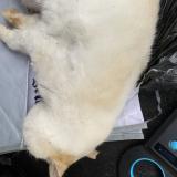 Picture of cat found at Bourget Du Lac