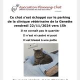 Picture of cat lost at La Rochelle