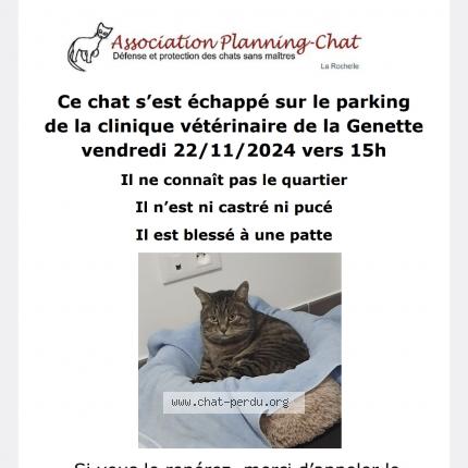 Photo 1/1 Cat reunited Lost in La rochelle
