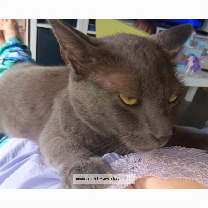Foto 1/1 Kat teruggevonden Vermist in Liege Bressoux