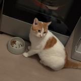 Picture of cat lost at Sains En Gohelle