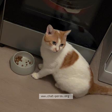 Photo 1/1 Minette Chat lost in Sains en gohelle