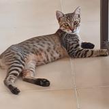 Photo of a cat found in Schoelcher