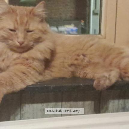 Foto van vermiste kat in Spa