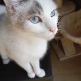 Picture of cat lost at Saint Lo