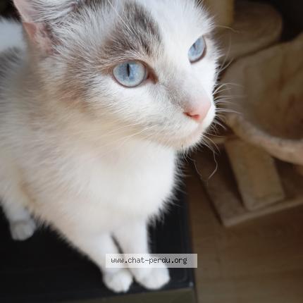 Photo 1/1 Cat reunited Lost in Saint lo