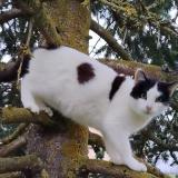 Picture of cat lost at Mecringe