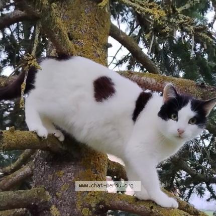 Photo 1/1 Bianca Chat lost in Mecringe