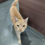 Picture of cat found at Los Masos