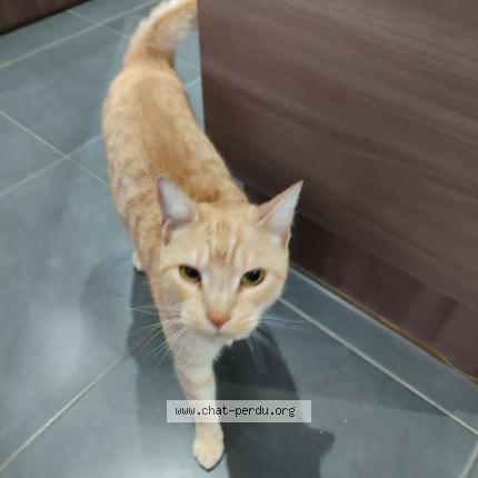 Photo 1/1 Found cat Found in Los masos