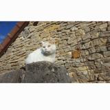 Picture of cat lost at La Roche Vanneau