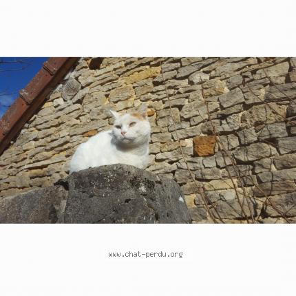 Photo 1/1 Nougat Chat lost in La roche vanneau