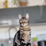 Picture of cat lost at Saint Andre Les Vergers