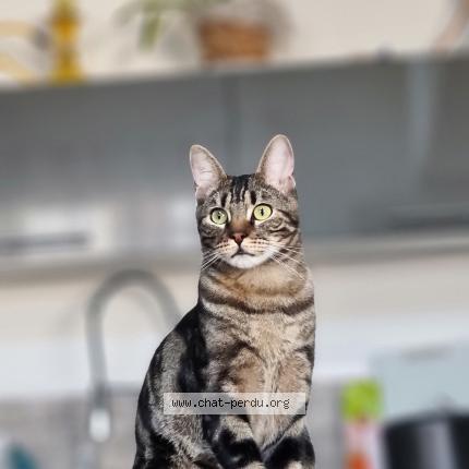 Photo 1/1 Charly Chat lost in Saint andre les vergers