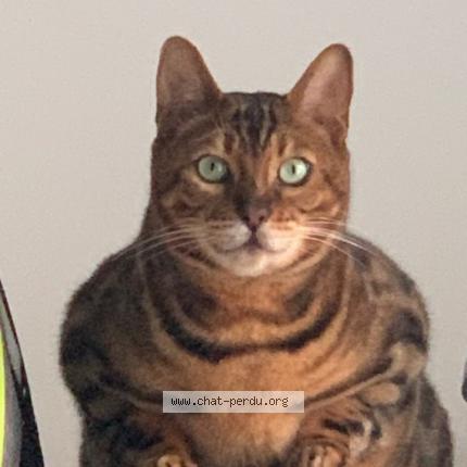 Foto 1/1 Kat teruggevonden Vermist in Bruxelles
