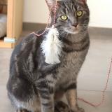 Picture of cat lost at Riviere