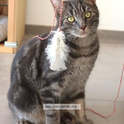 Photo 1/1 Roger Chat lost in Riviere