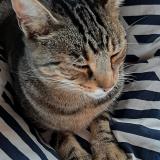 Picture of cat lost at Bazoches Au Houlme