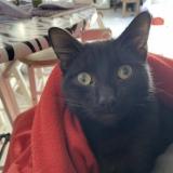 Picture of cat lost at Bernis