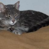 Picture of cat lost at Saint Sulpice De Cognac