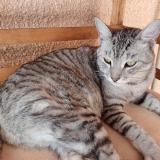 Picture of cat lost at Mondouzil