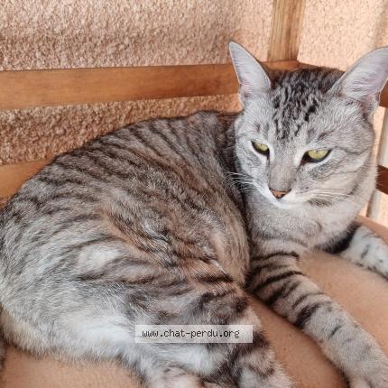 Photo 1/1 OGGY Chat lost in Mondouzil