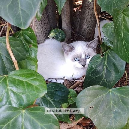 Photo 1/1 Cat reunited Lost in Montpellier