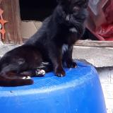 Picture of cat lost at Marchienne Au Pont