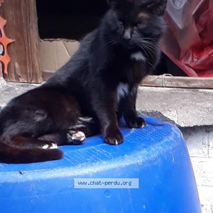 Photo 1/1 barbosa Chat lost in Marchienne au pont