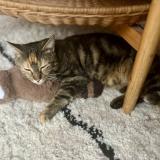 Picture of cat lost at Romainville