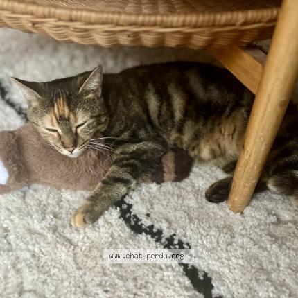 Photo 1/1 Sookie Chat lost in Romainville