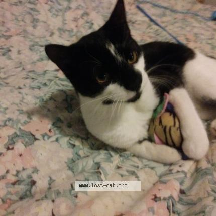 Photo 1/1 Bagheera Chat lost in Laval quebec