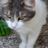 Picture of cat lost at Conde Sur Huisne