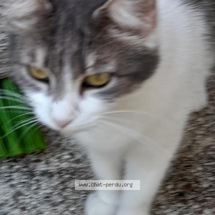 Photo 1/1 Bibiche Chat lost in Conde sur huisne