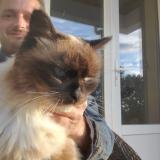 Picture of cat lost at Souyeaux