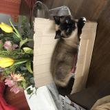 Picture of cat lost at Saint Vit