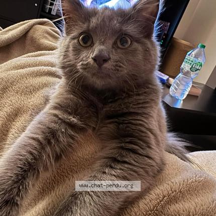 Foto van vermiste kat in Montigny Le Tilleul
