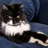 Picture of cat lost at Saint Louis