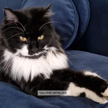 Photo 1/1 Chanel Chat lost in Saint louis