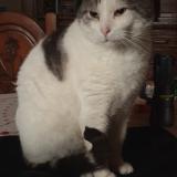 Picture of cat lost at Pieton