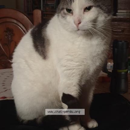 Photo 1/1 PACHA Chat lost in Pieton