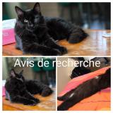 Picture of cat lost at Vouneuil Sur Vienne