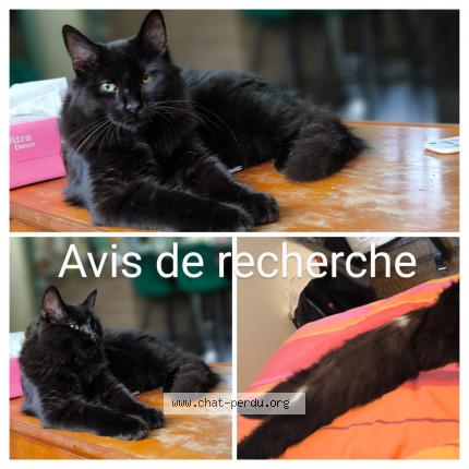 Photo 1/1 Shadow Chat lost in Vouneuil sur vienne