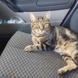 Picture of cat lost at Mantes La Jolie