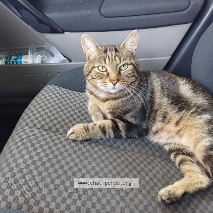 Photo 1/1 Loulou Chat lost in Mantes la jolie