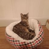 Picture of cat lost at Saint Mihiel