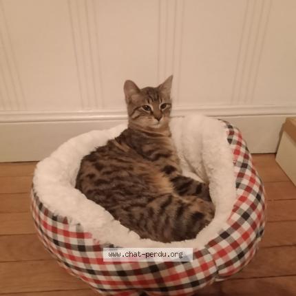 Photo 1/1 Petit Lou Chat lost in Saint mihiel