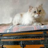 Picture of cat found at Saint Rambert D Albon