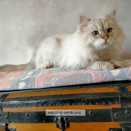 Photo 1/1 Found cat Found in Saint rambert d albon