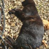 Picture of cat found at Sauzet